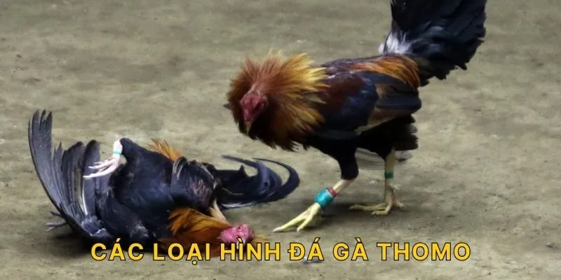 Các loại hình đá gà Thomo