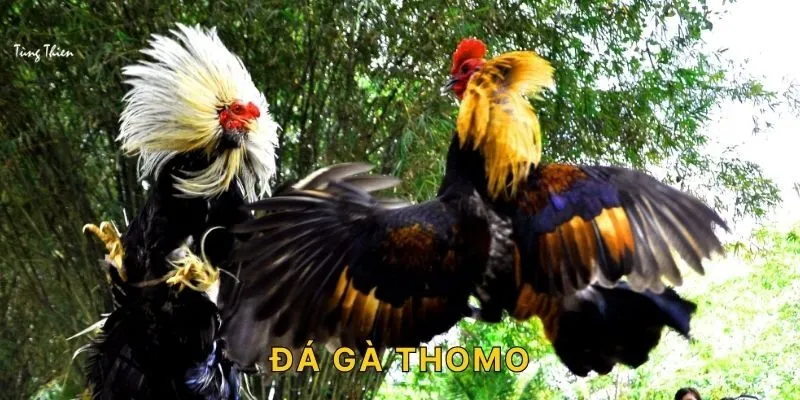 Đá Gà Thomo - Loại Hình Đá Gà Được Ưa Chuộng Nhất Hiện Nay