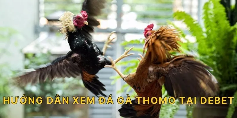 Hướng dẫn xem đá gà Thomo tại DEBET