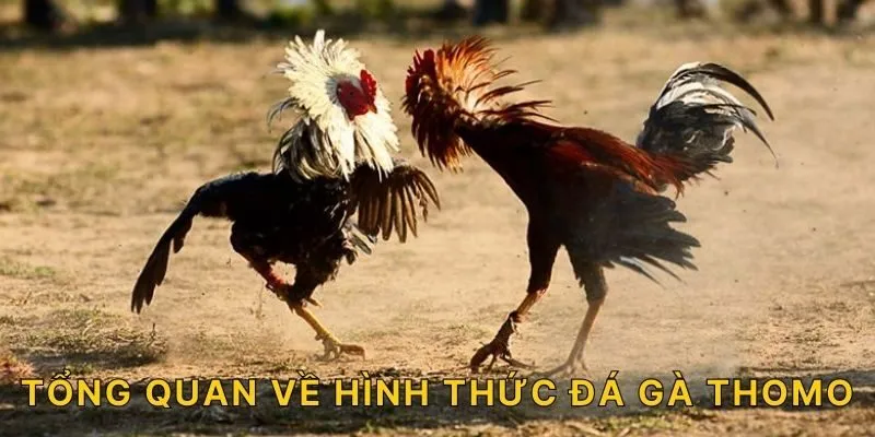 Tổng quan về hình thức đá gà Thomo